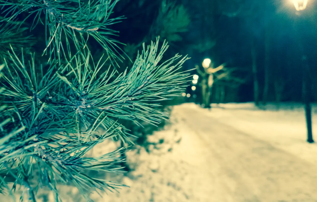 Photo wallpaper winter, forest, snow, trees, night, nature, the evening, lighting