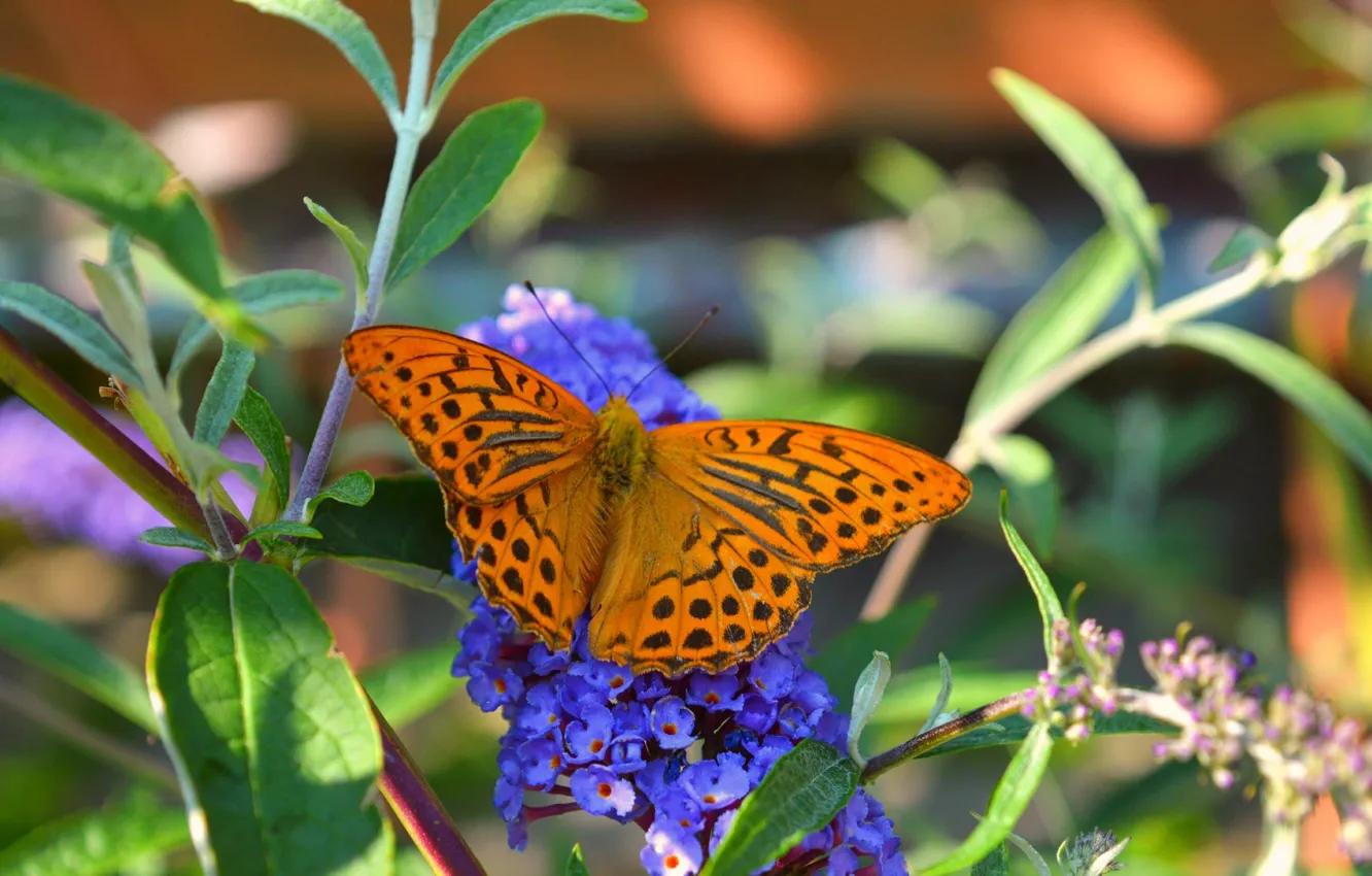 Photo wallpaper macro, flowers, butterfly, butterfly, flowers, macro