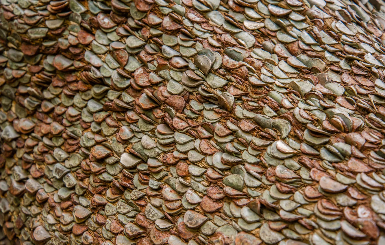 Photo wallpaper wall, coins, a lot