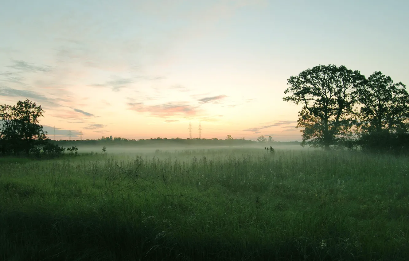 Photo wallpaper field, trees, fog