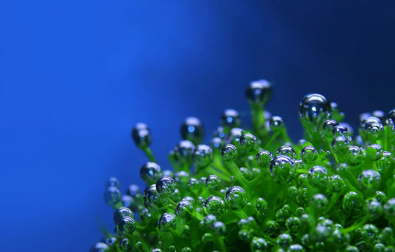 Photo wallpaper drops, bubbles, plant, green, blue background