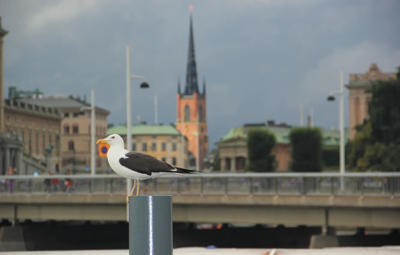 Photo wallpaper bridge, tower, seagulls, lights, Stockholm, Sweden, Sweden, spire