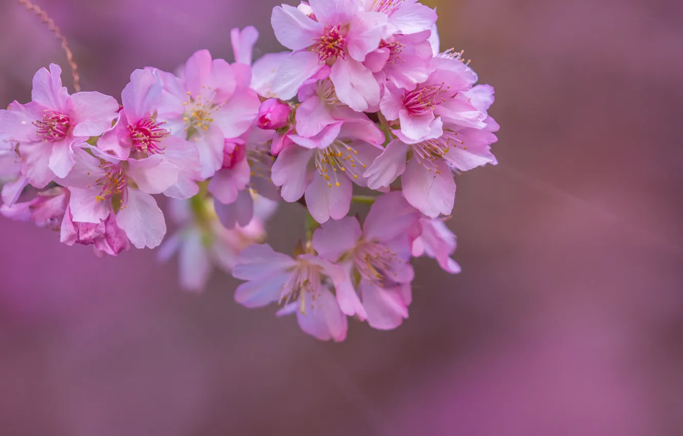 Photo wallpaper macro, cherry, background, branch, Sakura, flowering, flowers