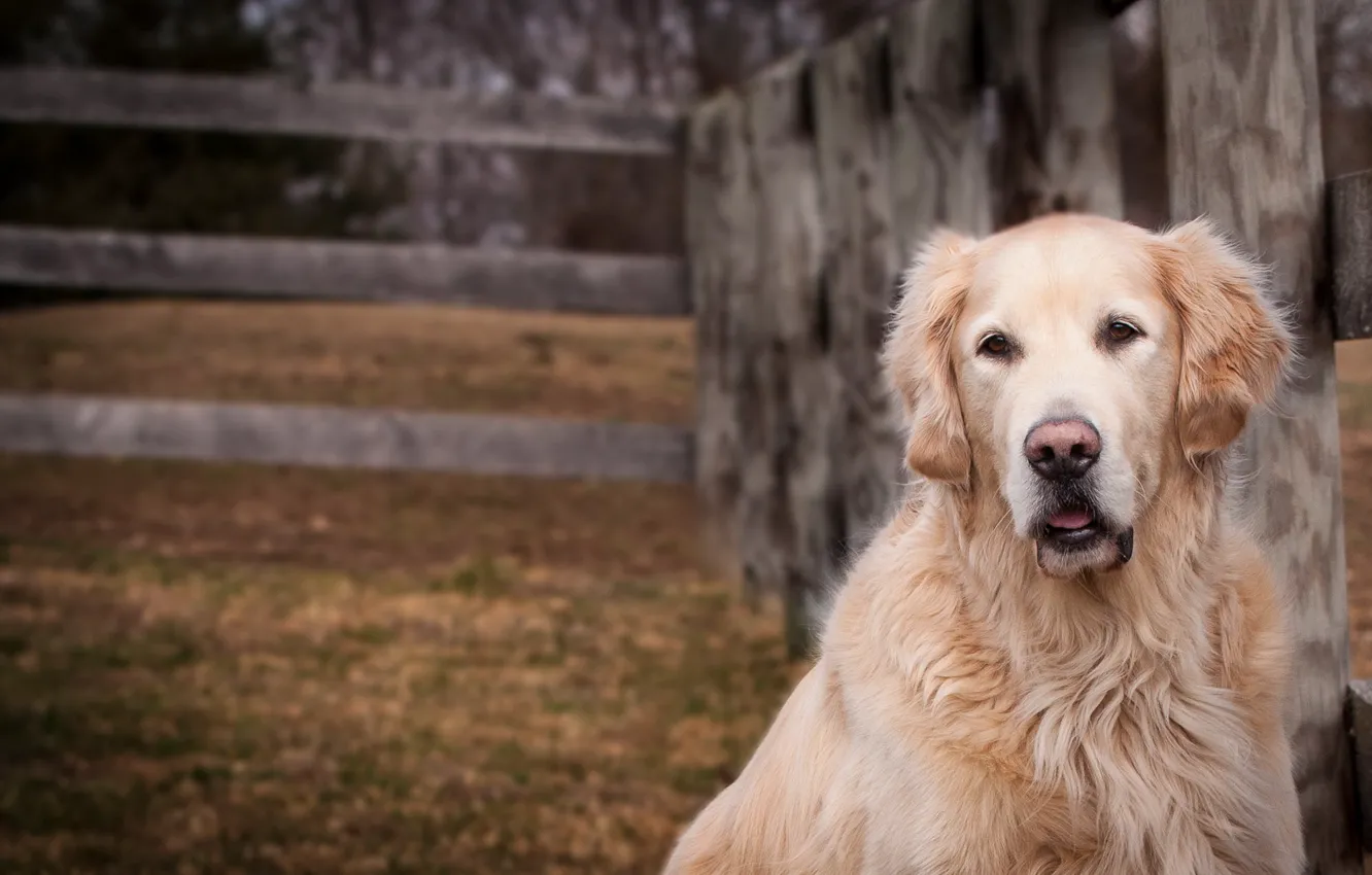 Photo wallpaper look, each, dog