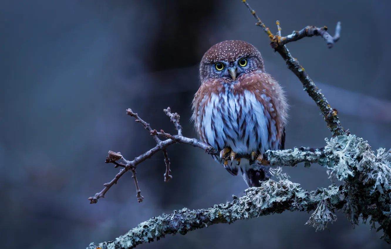 Photo wallpaper look, branches, owl, bird, twilight, blue background, bokeh, owl