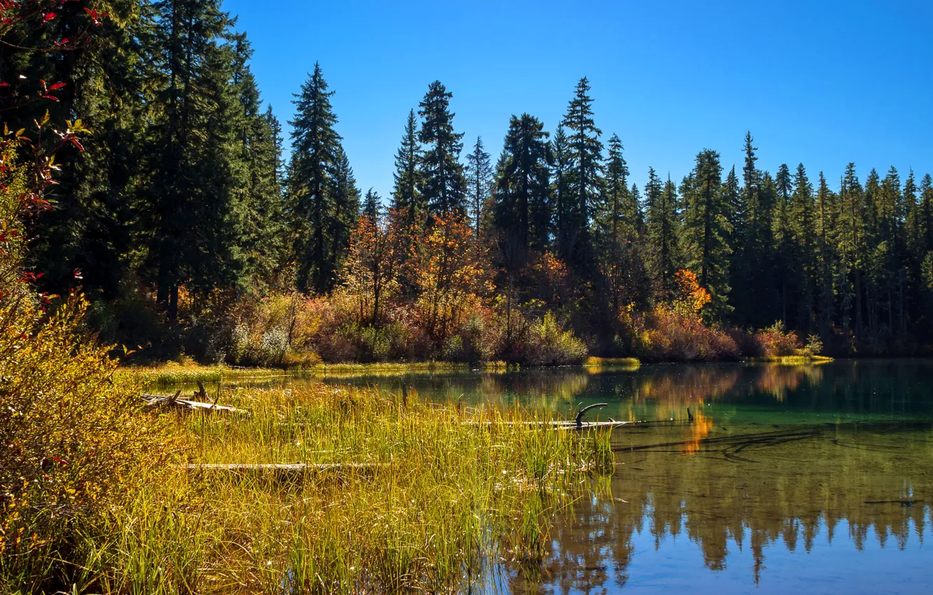 Photo wallpaper forest, trees, lake, CA, reed, USA, Clear Lake