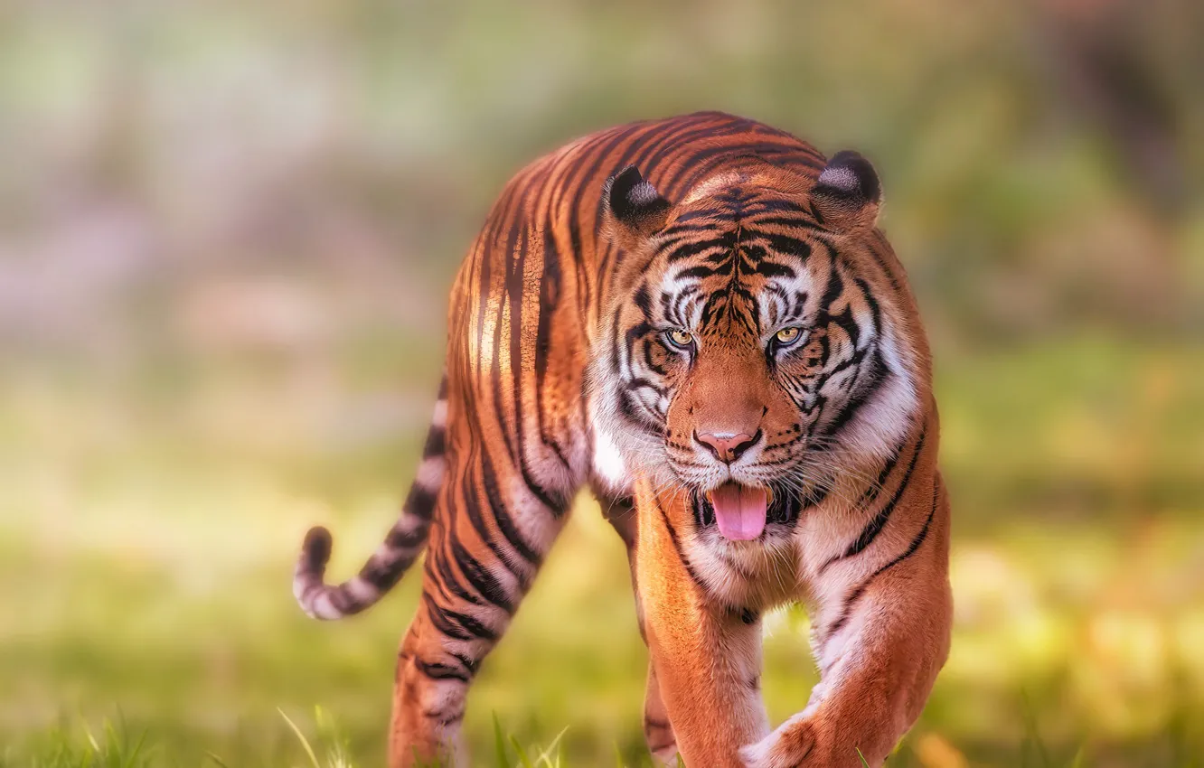 Photo wallpaper language, look, face, tiger, glade, walk, bokeh