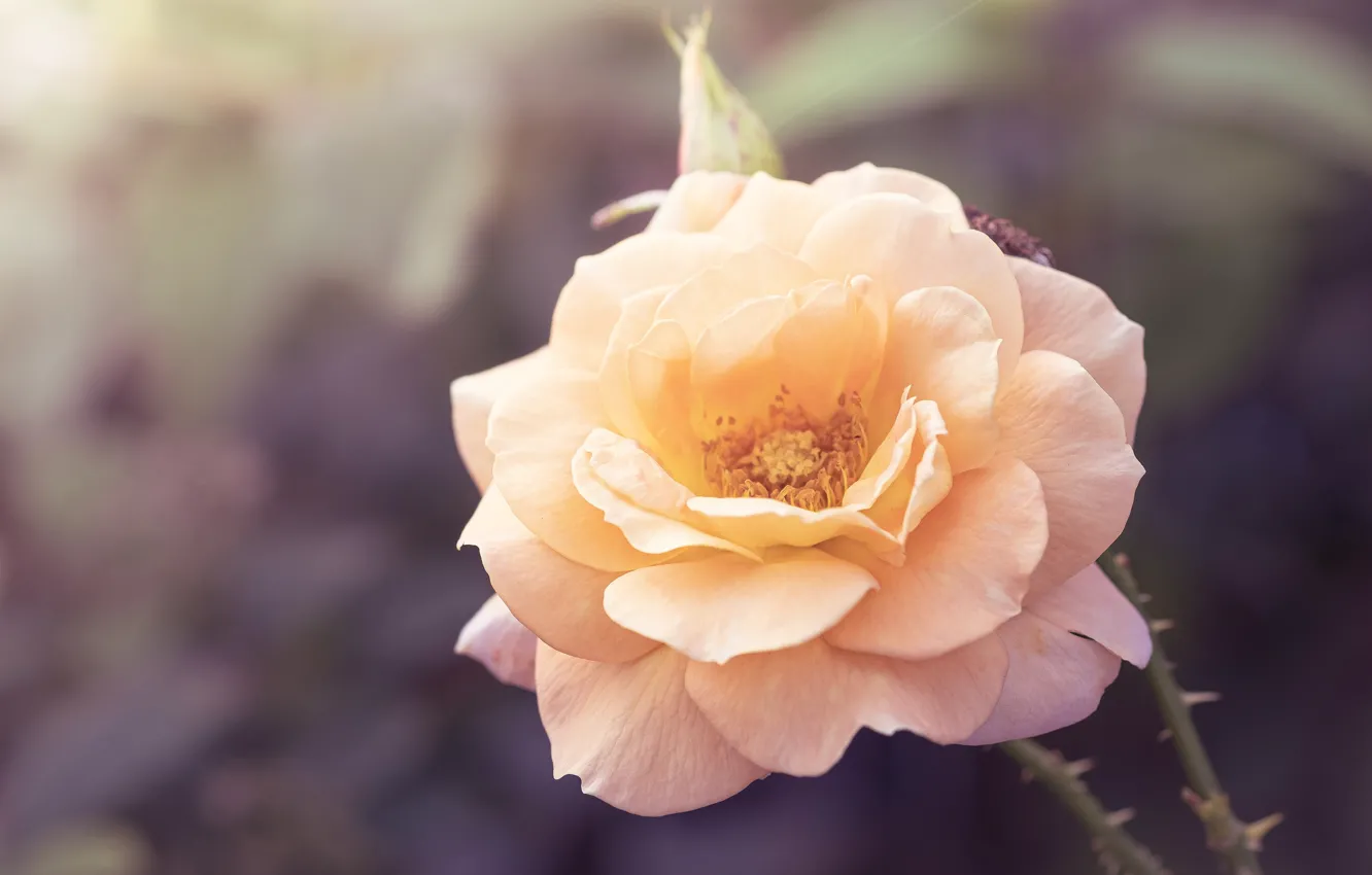 Photo wallpaper flower, rose, orange, bokeh, blurred background, cream