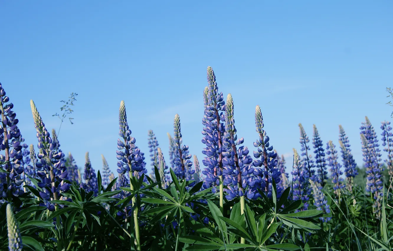 Photo wallpaper field, summer, leaves, flowers, blue, blue, blue sky, lupins