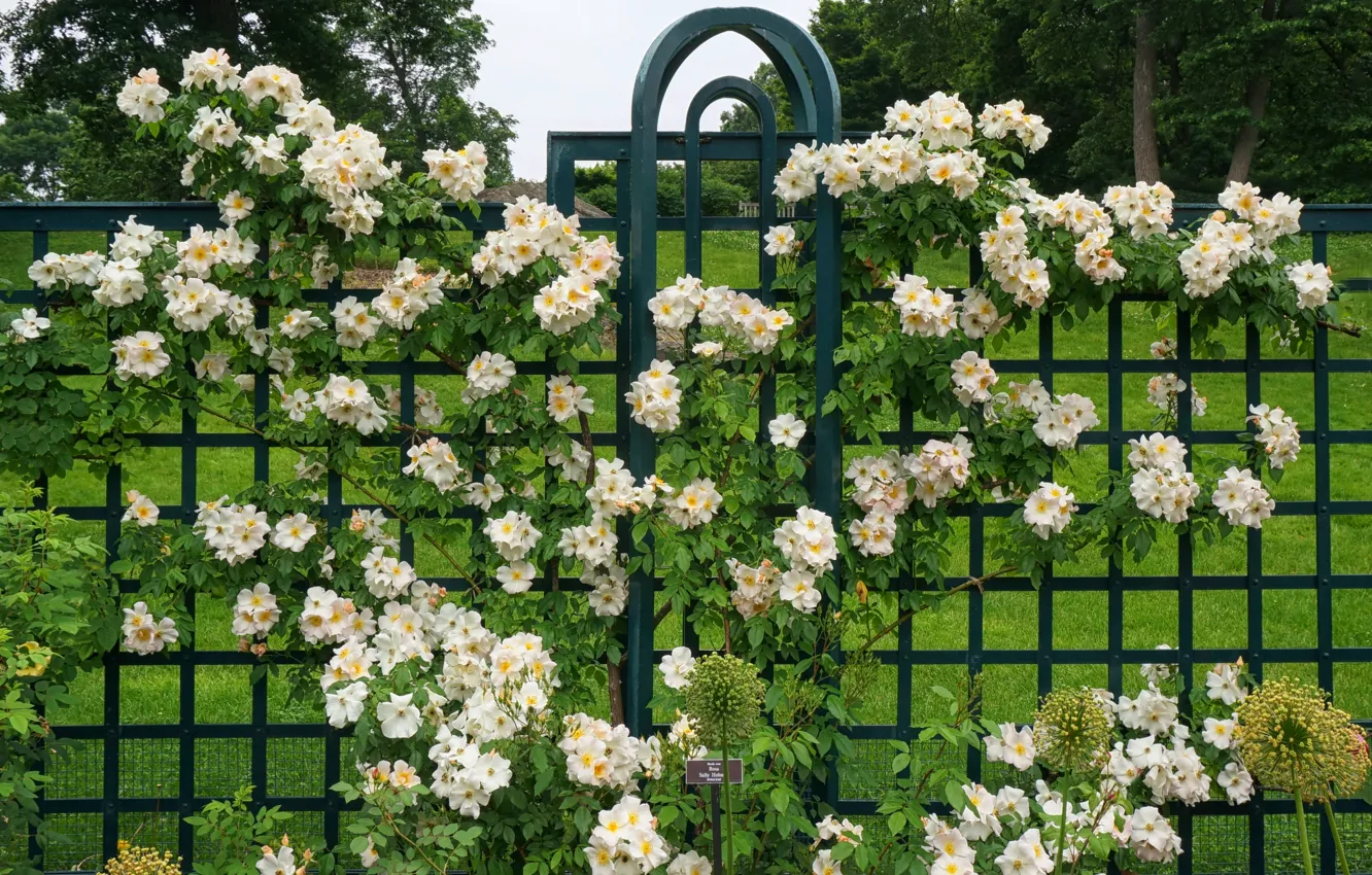 Photo wallpaper flowers, roses, garden, support, white, a lot, rose Bush