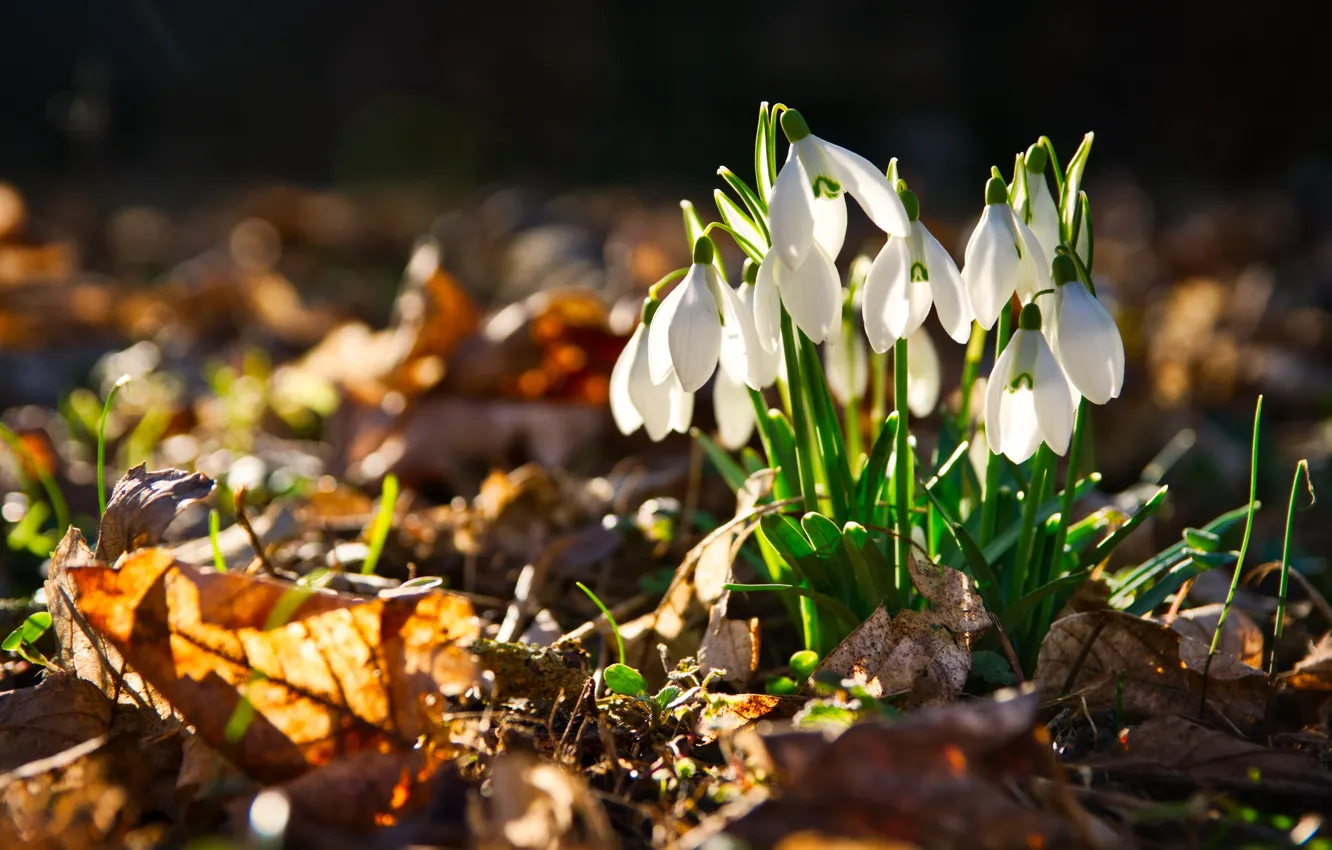 Photo wallpaper light, flowers, glade, foliage, spring, snowdrops, white, bokeh
