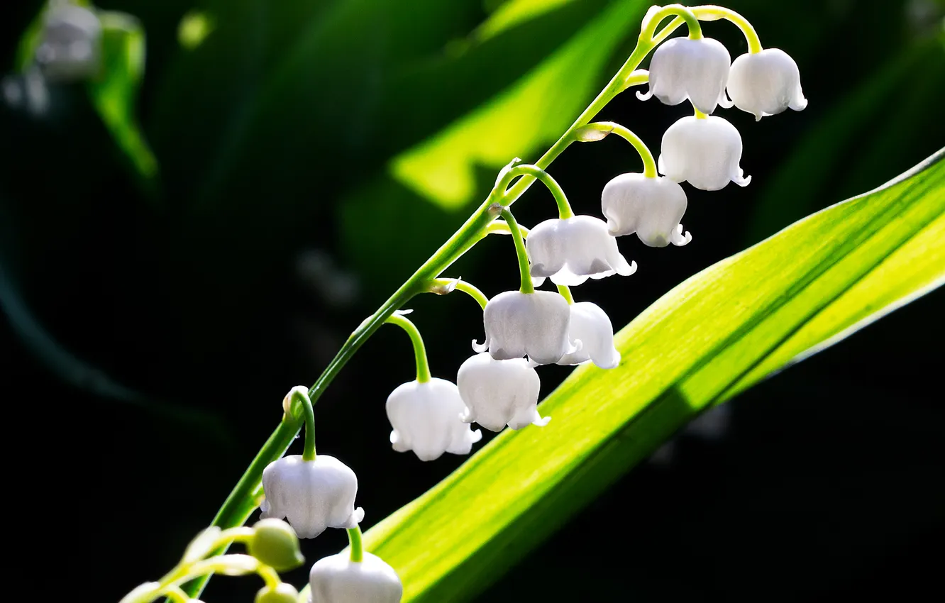 Photo wallpaper leaves, light, flowers, the dark background, sprig, spring, white, lilies of the valley