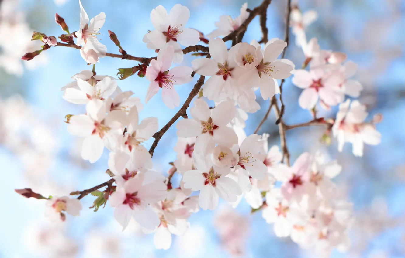 Photo wallpaper flowers, branches, spring, Sakura, white, flowering, blue background