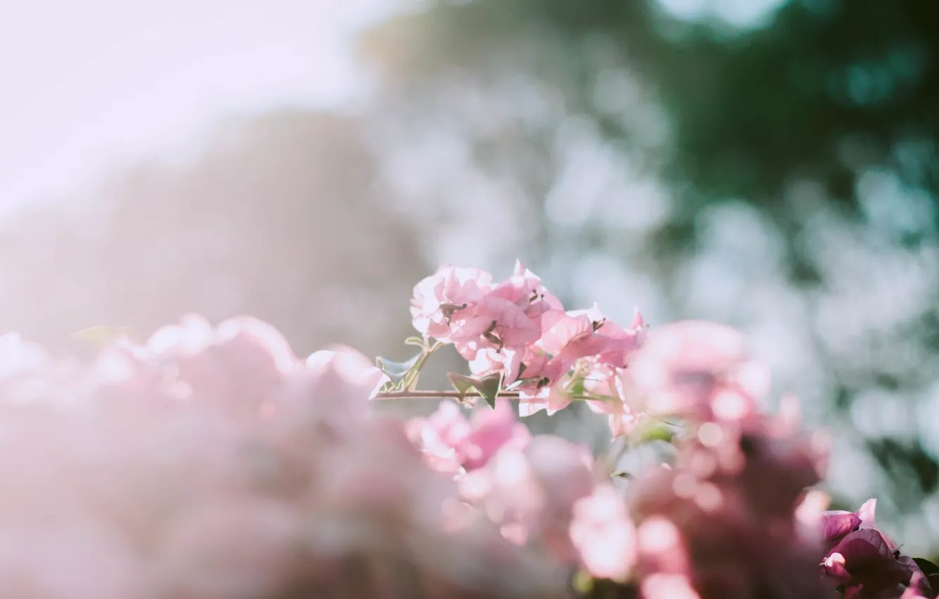 Photo wallpaper branch, petals, pink