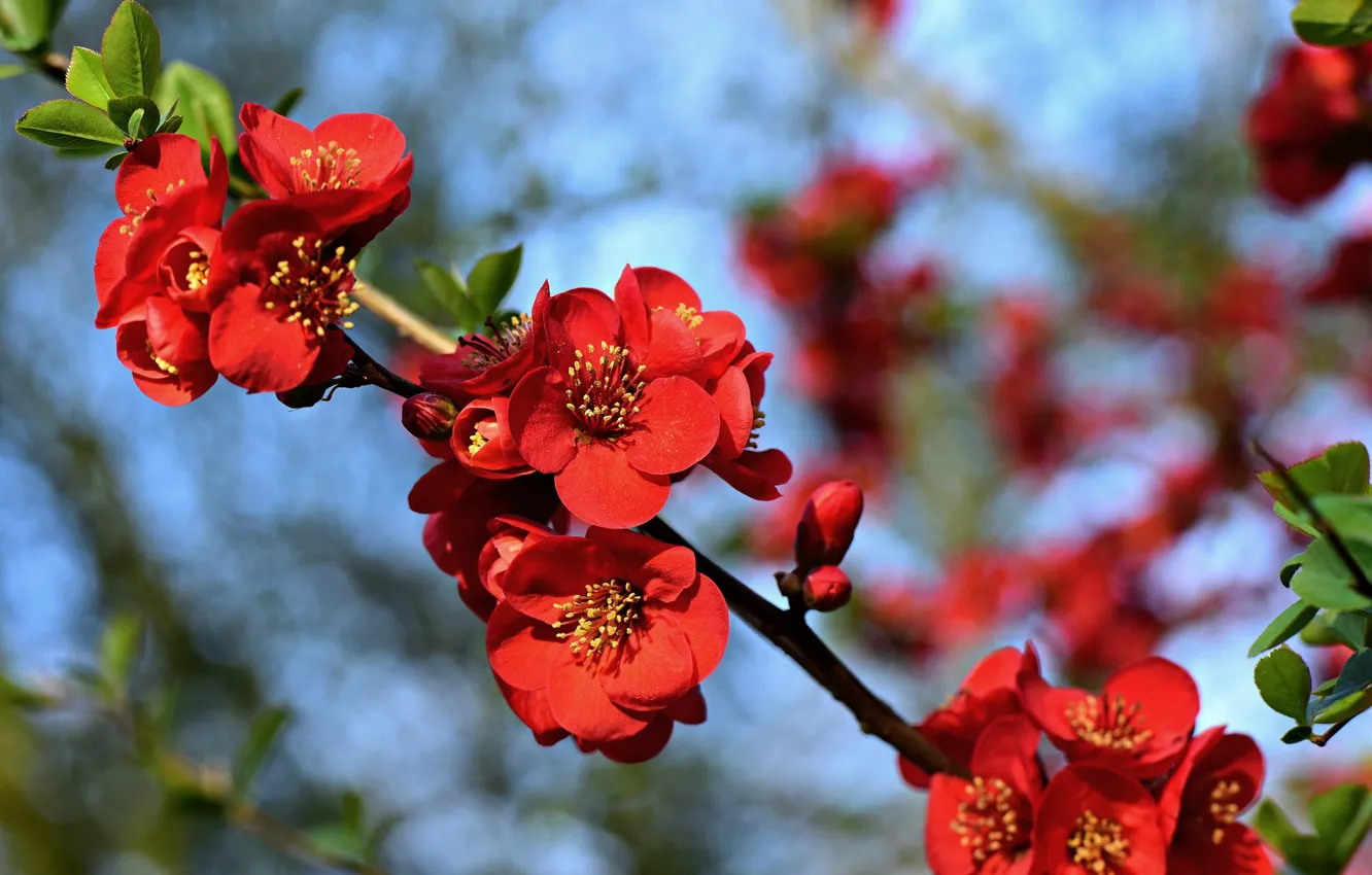 Photo wallpaper branches, quince, nature, bokeh, flowering, spring