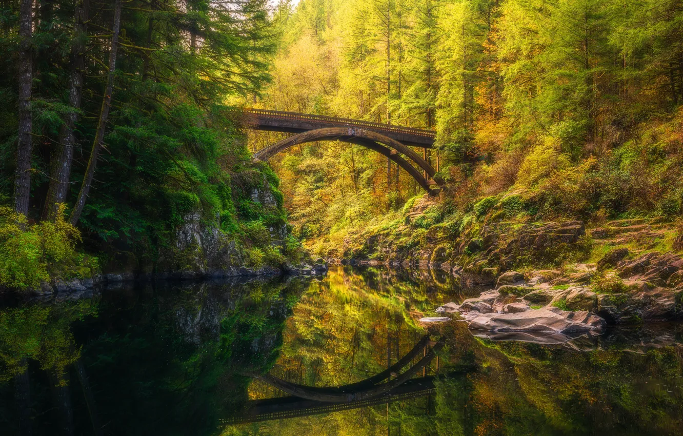 Photo wallpaper autumn, forest, trees, branches, bridge, lake, pond, reflection