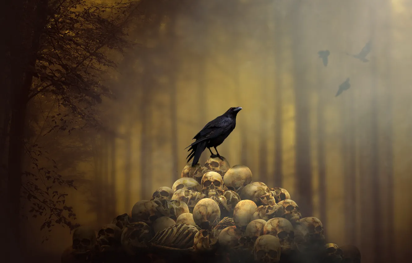 Photo wallpaper background, skull, Raven