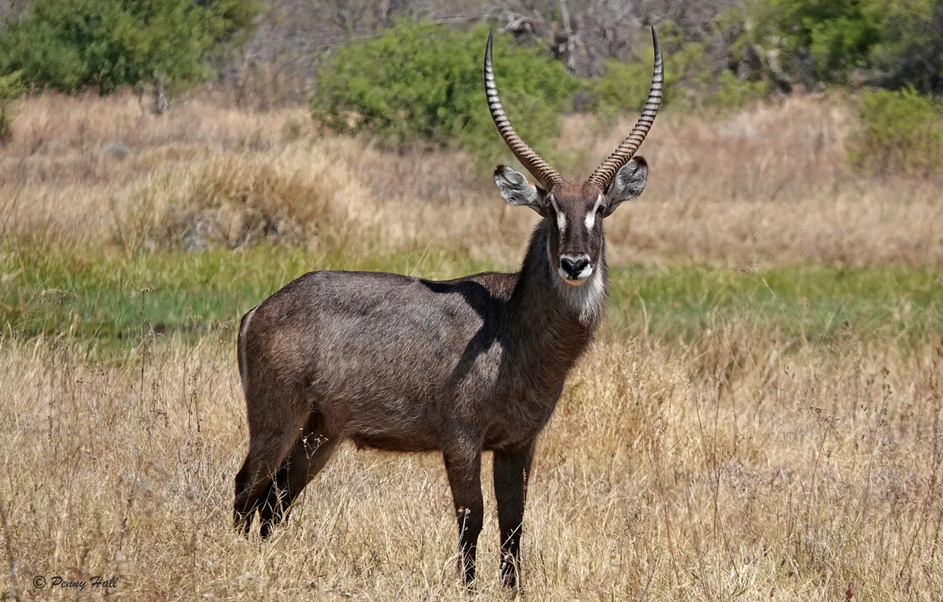 Photo wallpaper field, grass, the sun, trees, nature, horns, bokeh, South Africa