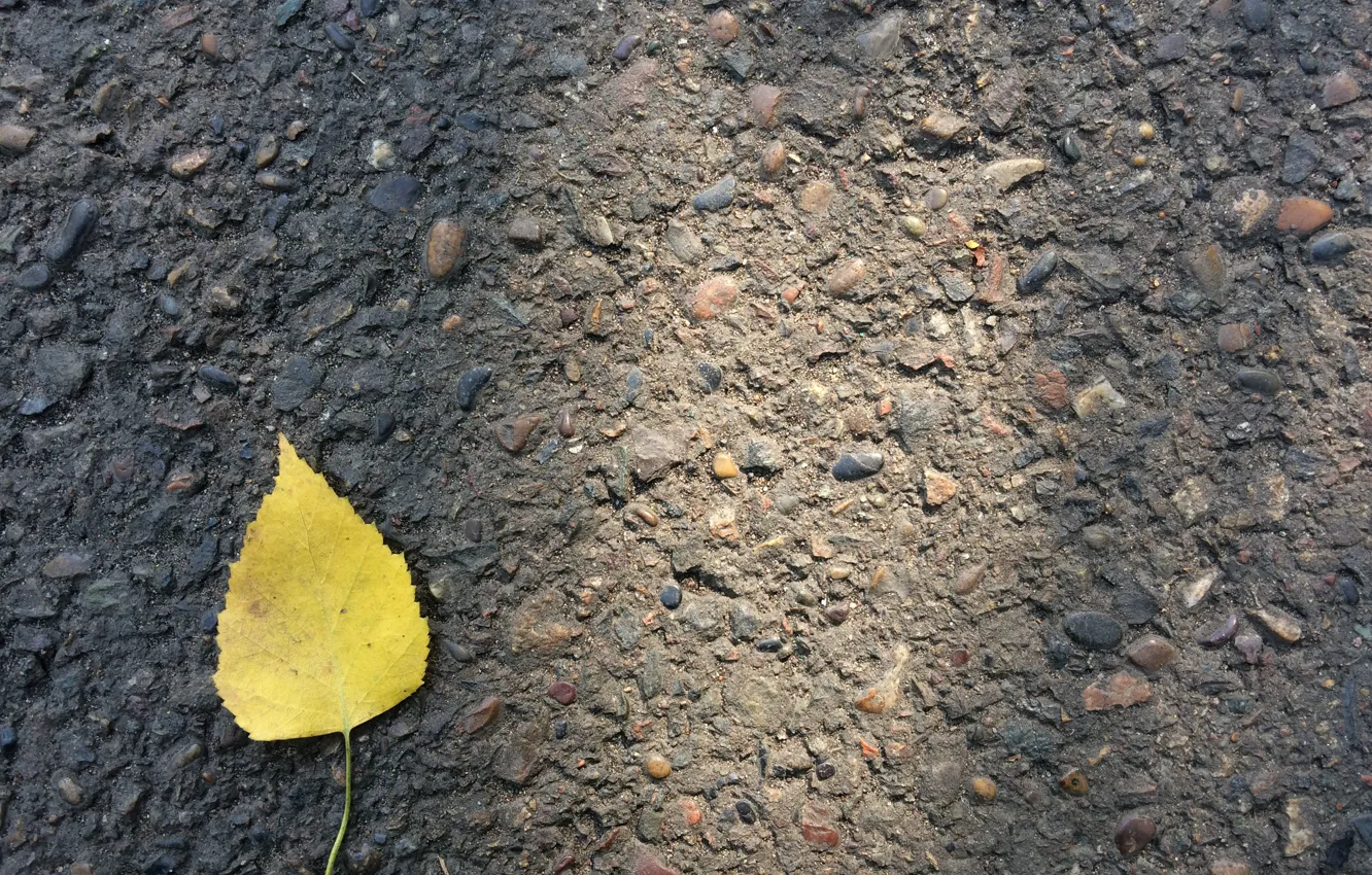 Photo wallpaper autumn, asphalt, yellow, sheet, minimalism