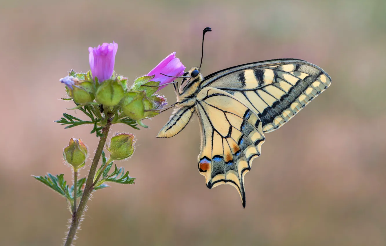 Photo wallpaper butterfly, insect, swallowtail