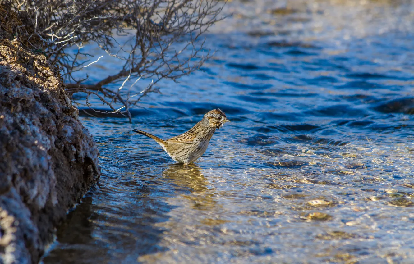 Photo wallpaper water, stream, bird, bathing, Sparrow