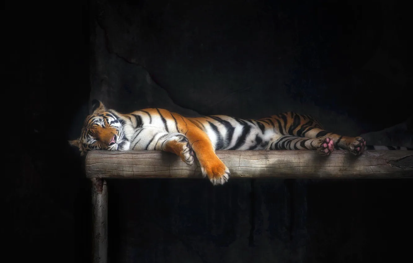Photo wallpaper cat, tiger, sleep, wool