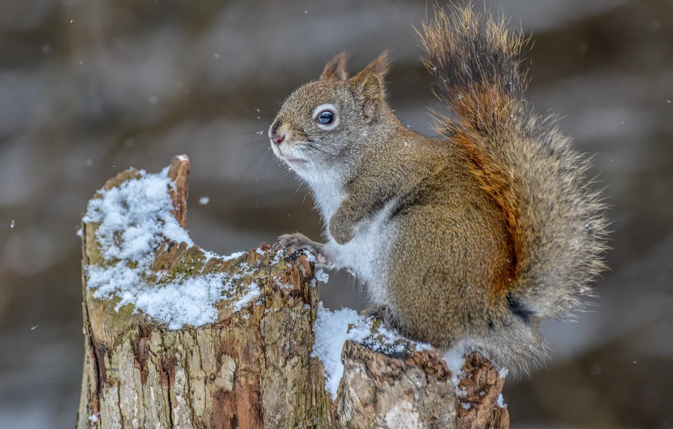Photo wallpaper snow, stump, protein, rodent