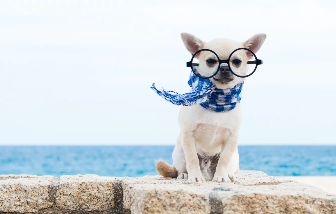 Photo wallpaper dog, scarf, glasses, Chihuahua, doggie, dog