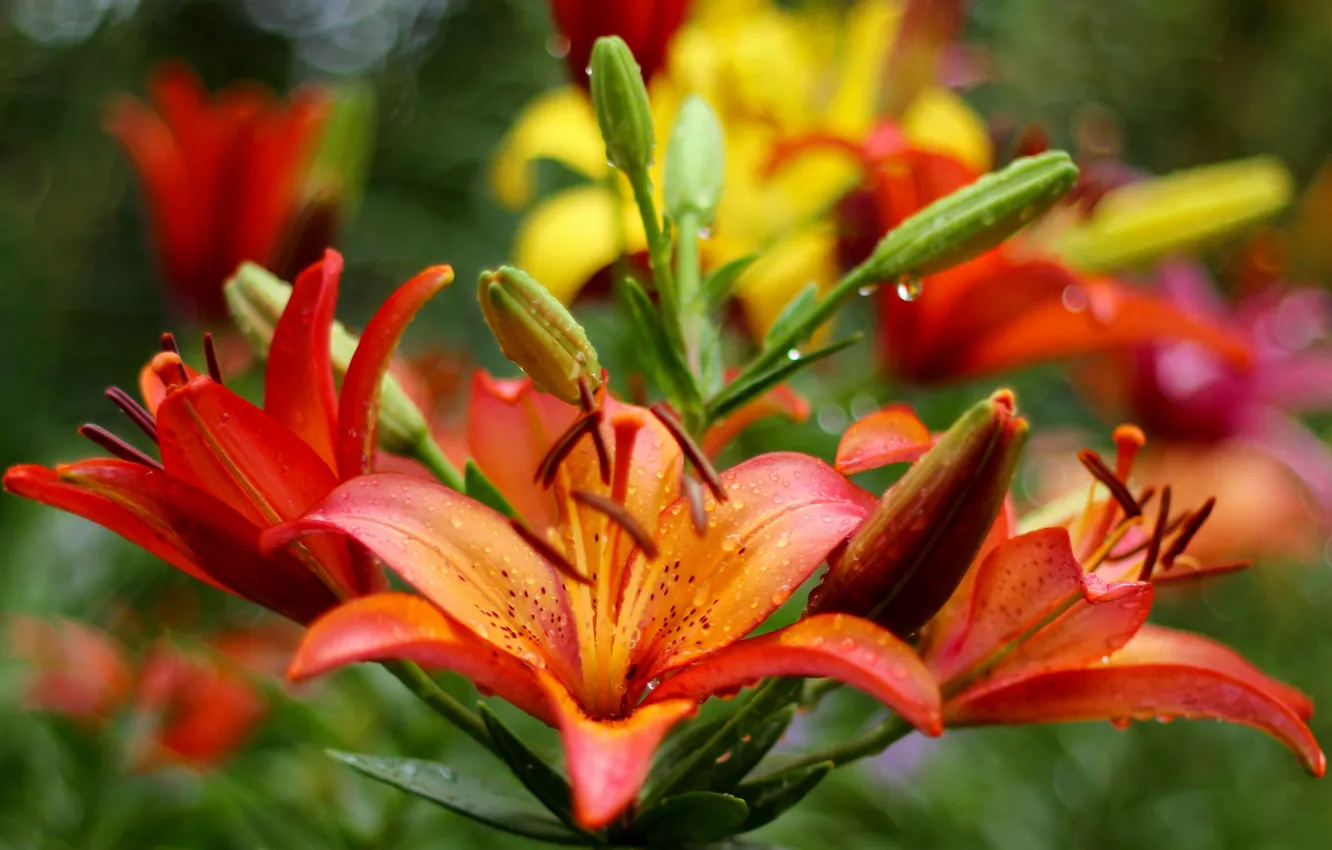 Photo wallpaper flowers, Lily, garden, orange