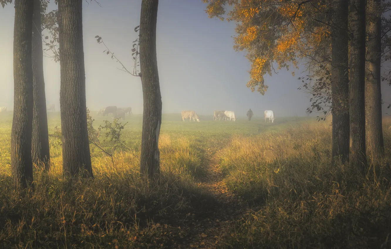 Photo wallpaper trees, fog, cows