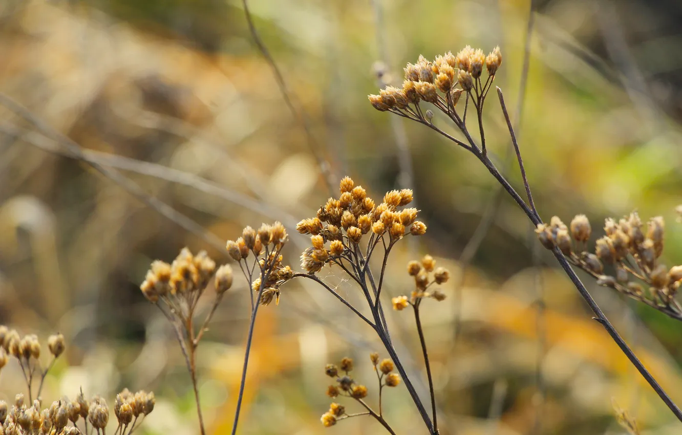 Photo wallpaper plant, dry, twigs