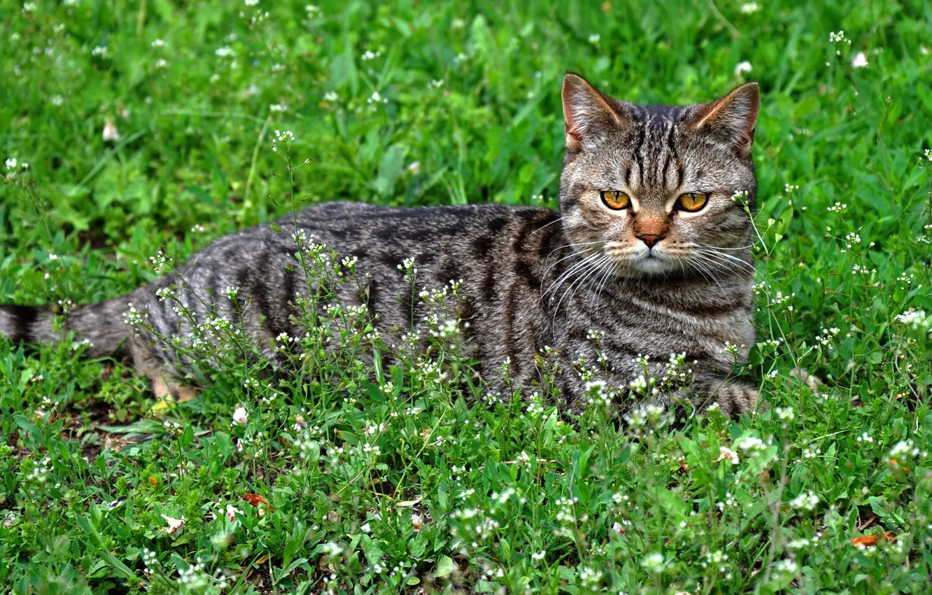 Photo wallpaper greens, cat, grass, cat, look, face, grey, background