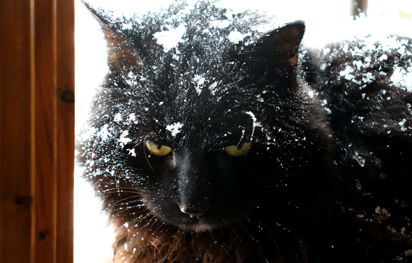 Photo wallpaper cat, look, snow