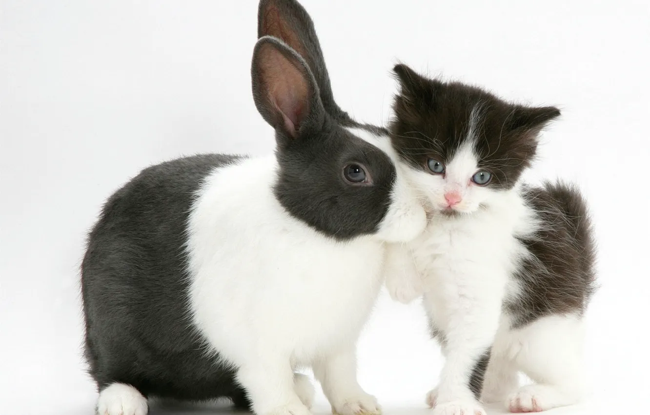 Photo wallpaper rabbit, black and white, kitty, spotted