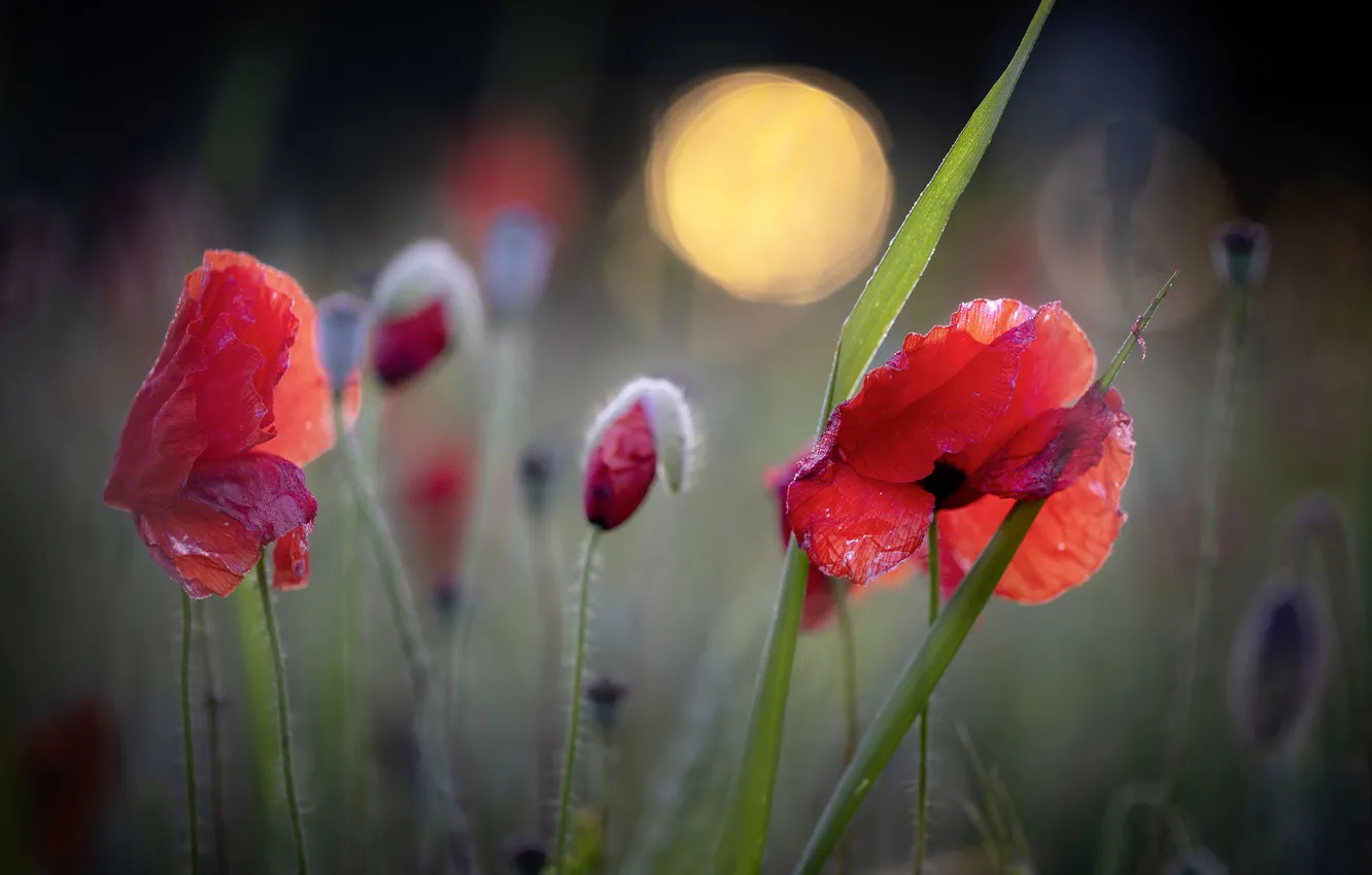 Photo wallpaper red, flowers, bokeh, light, meadow, Maki, summer