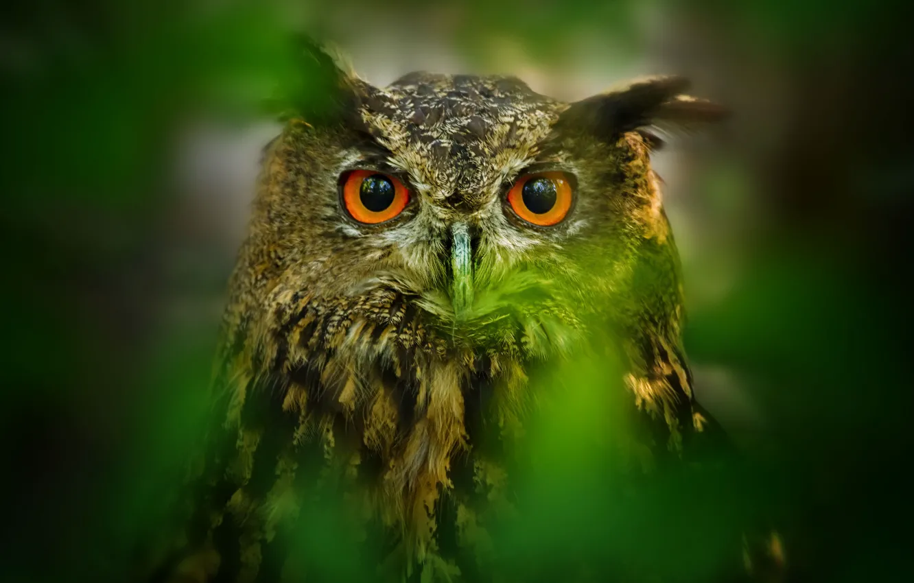 Photo wallpaper eyes, leaves, owl, bird, blur