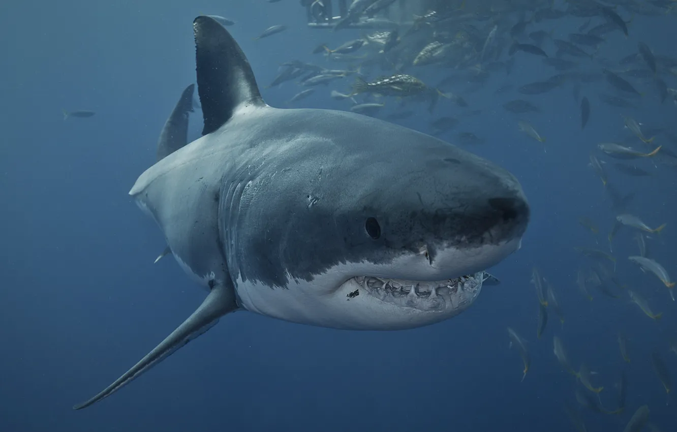 Photo wallpaper sea, look, face, water, fish, fish, predator, shark