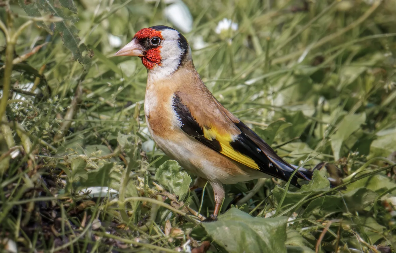 Photo wallpaper grass, bird, black-headed goldfinch, Sergey Morozov