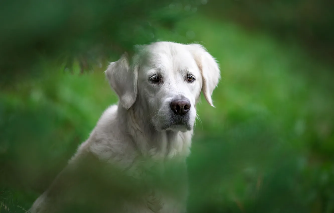 Photo wallpaper look, face, portrait, dog, bokeh, Golden Retriever, Golden Retriever, Natalia Lays