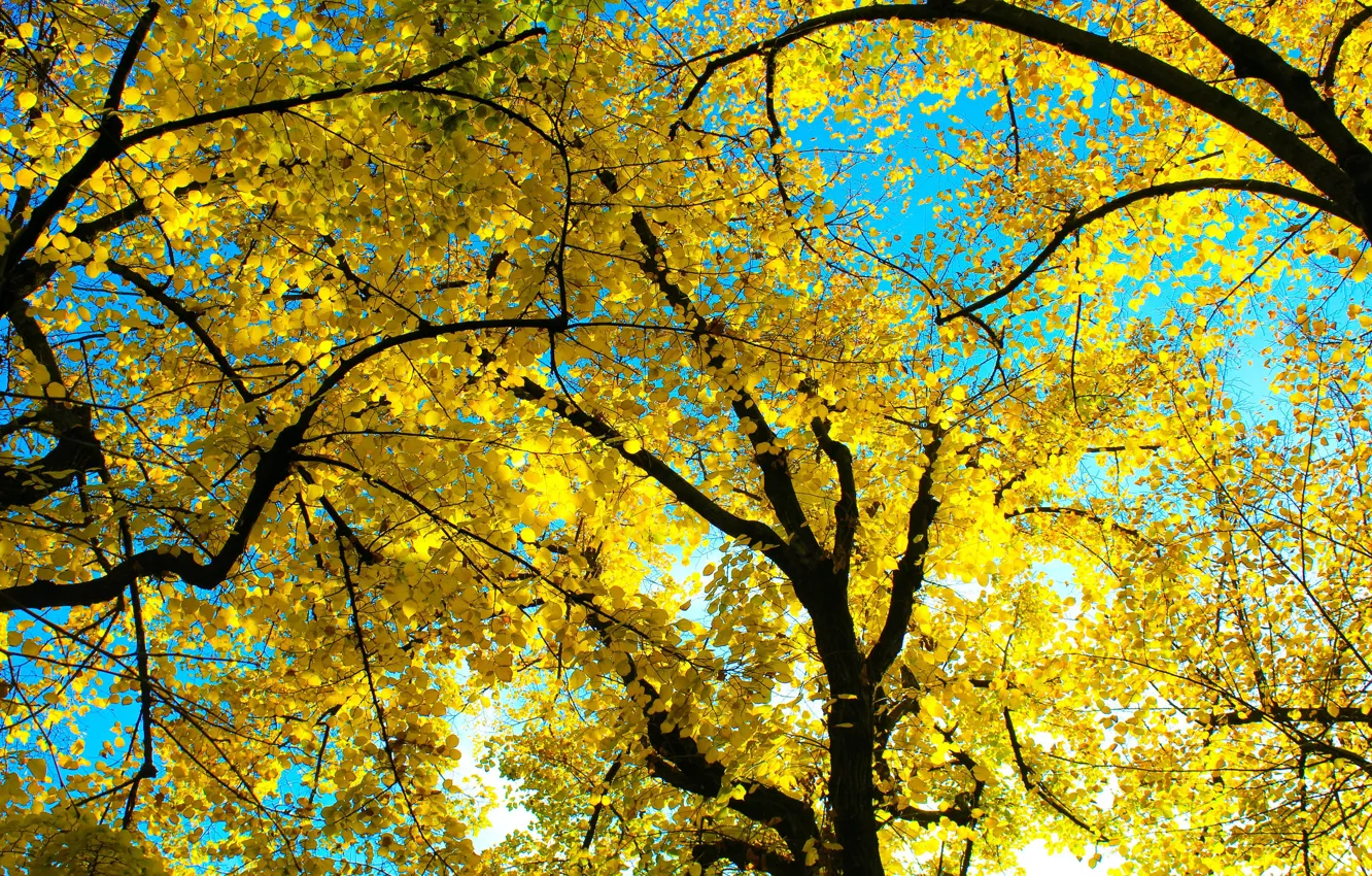 Photo wallpaper autumn, light, trees, branches, yellow, blue, branch, foliage
