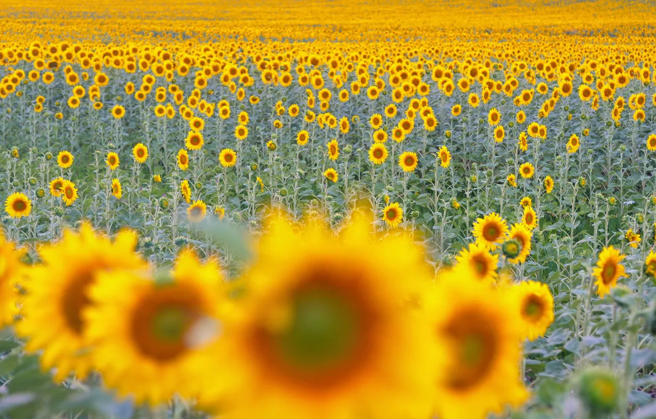 Photo wallpaper field, sunflowers, nature