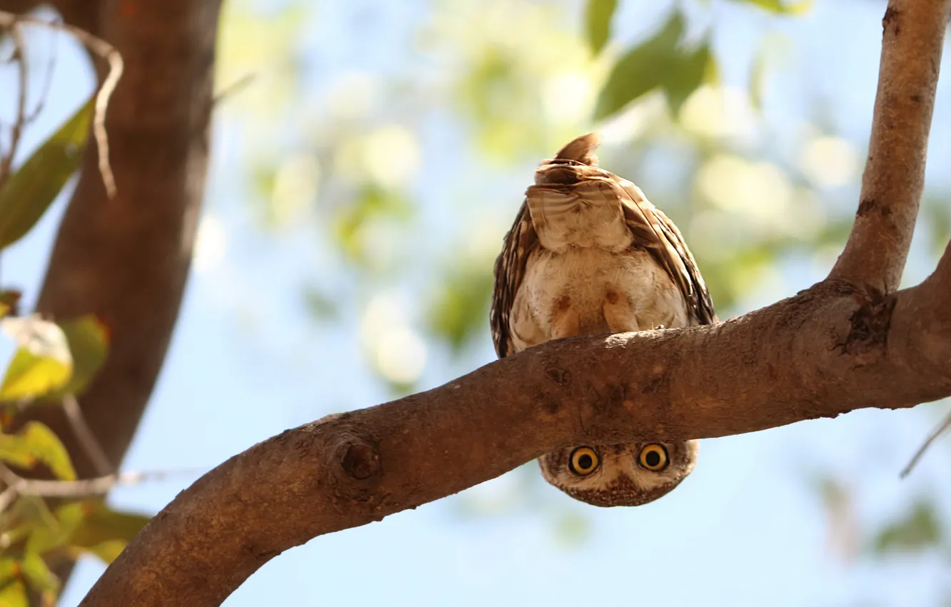 Photo wallpaper branches, owl, bird, looks