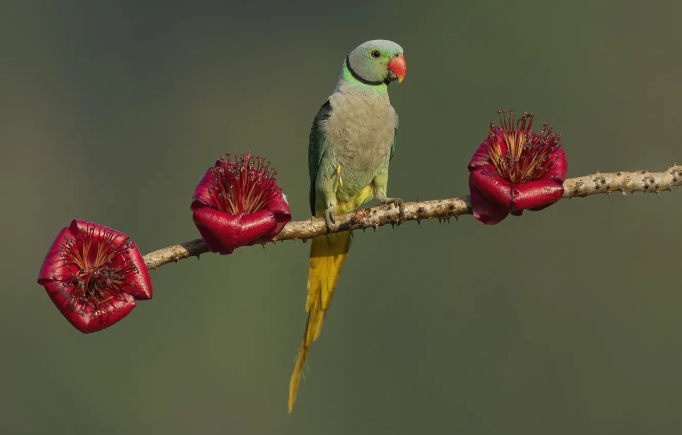 Photo wallpaper flowers, branches, pose, background, bird, parrot, sitting on a branch, Alexandrine parrot