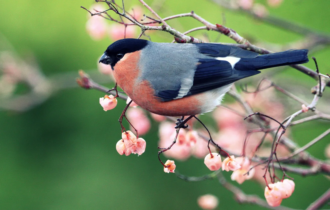 Photo wallpaper branches, berries, background, bird, fruit, bird, bullfinch, green background