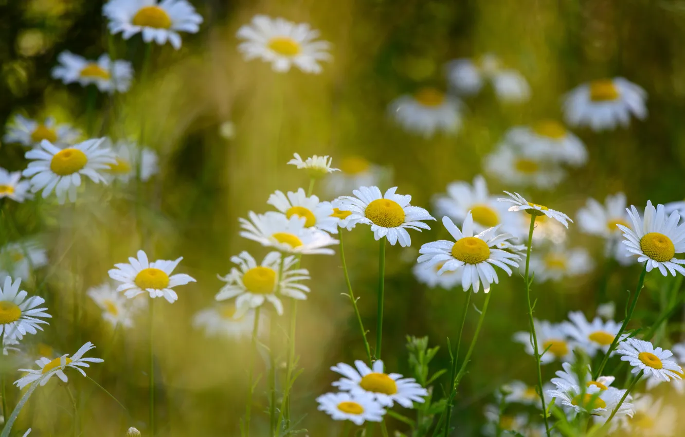 Photo wallpaper summer, glade, chamomile, bokeh