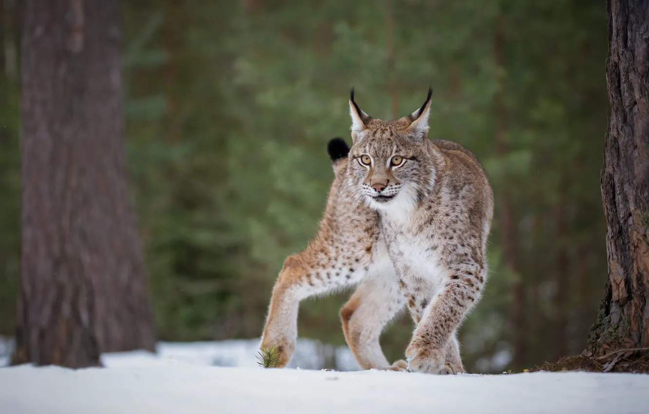 Photo wallpaper winter, forest, look, snow, trees, nature, pose, paws