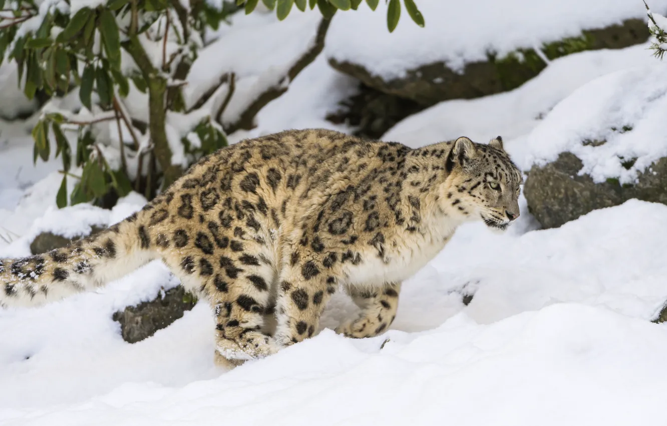 Photo wallpaper winter, cat, snow, IRBIS, snow leopard, ©Tambako The Jaguar