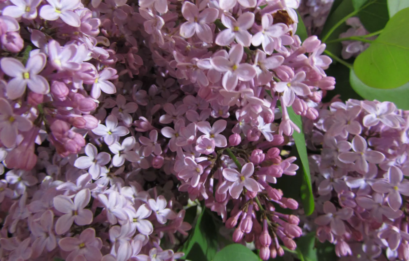 Photo wallpaper branch, lilac, blooming