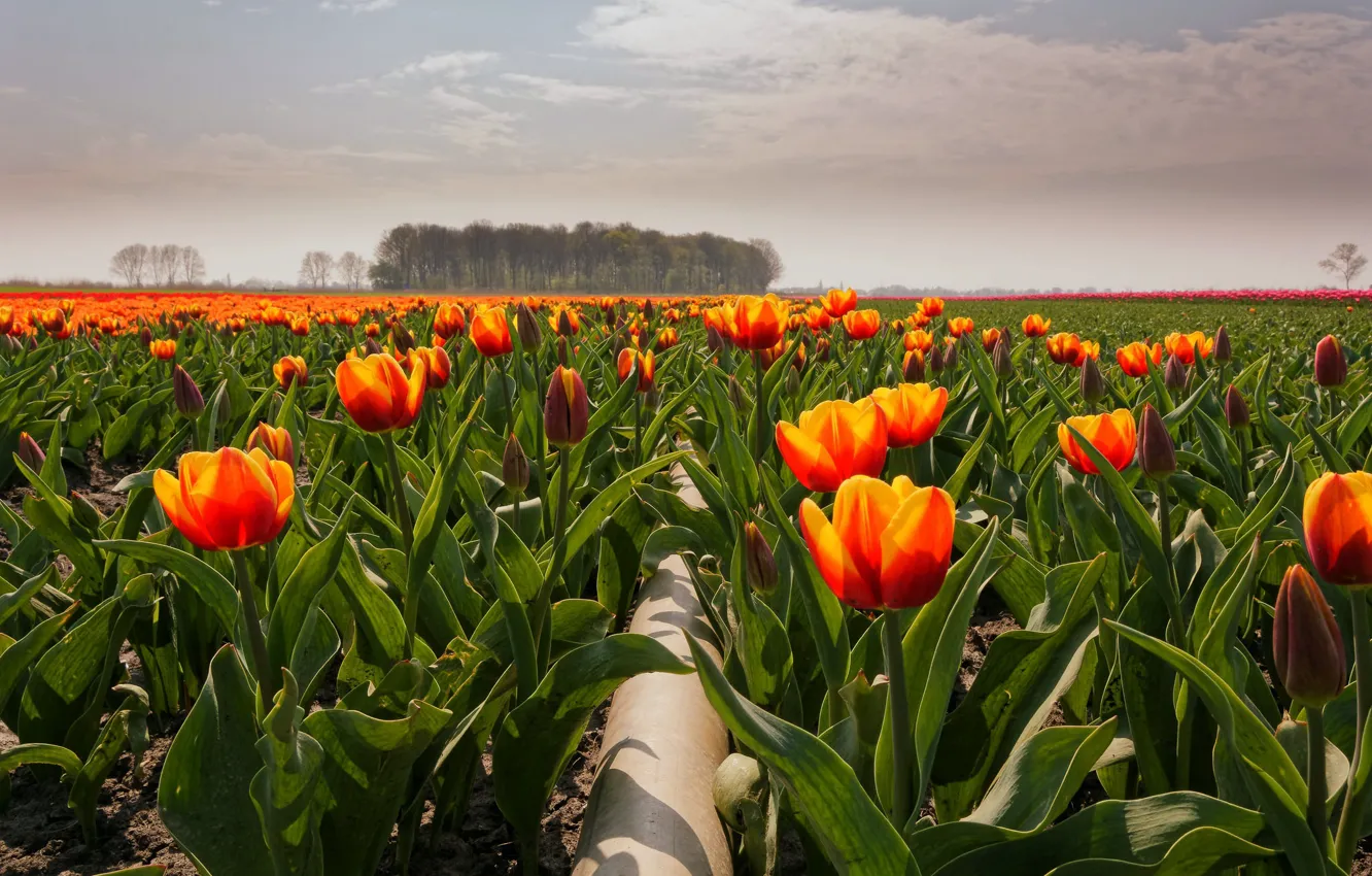 Photo wallpaper field, flowers, tulips