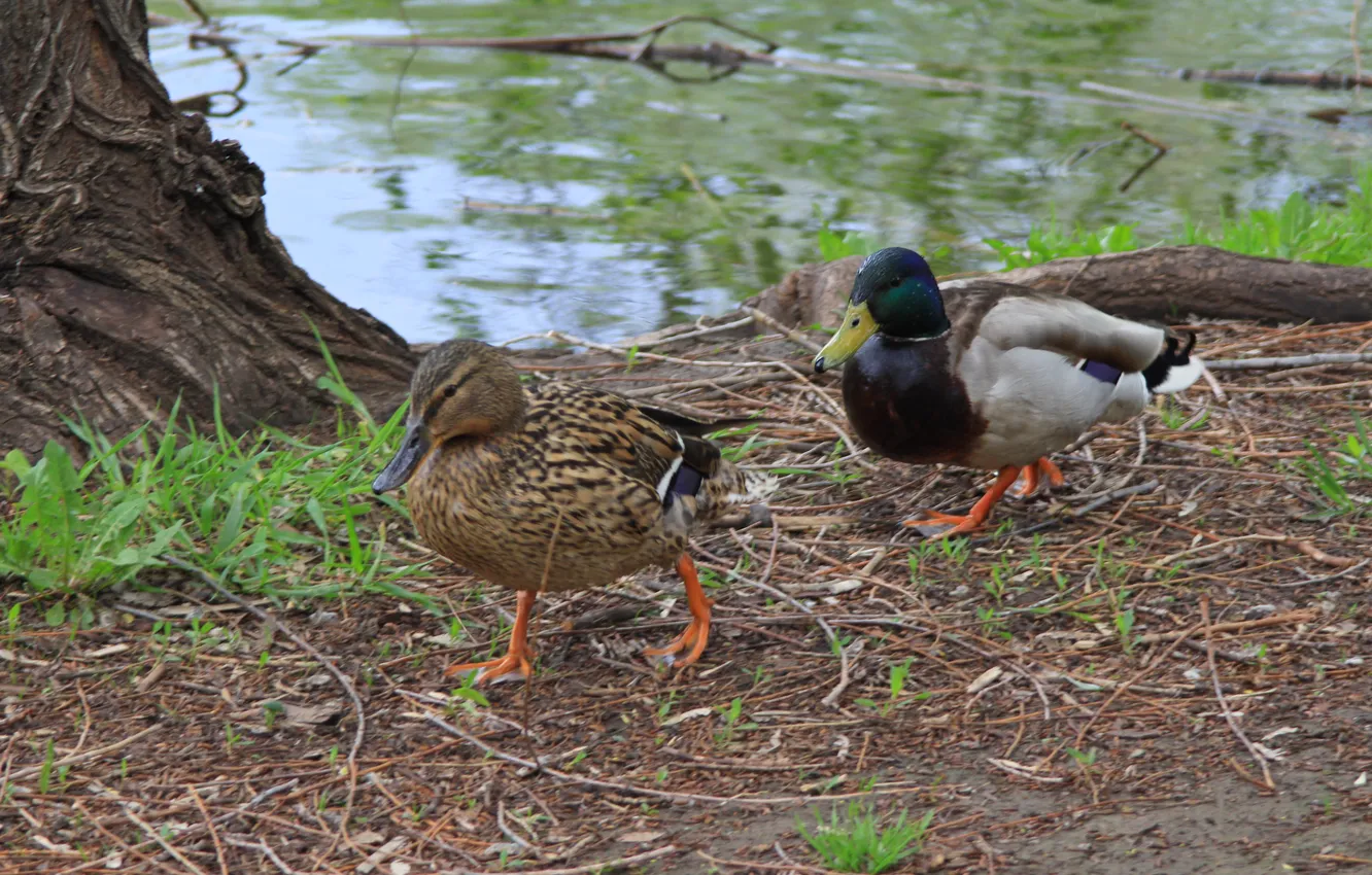 Photo wallpaper lake, animal, bird, duck, spring, is, Drake, Stan